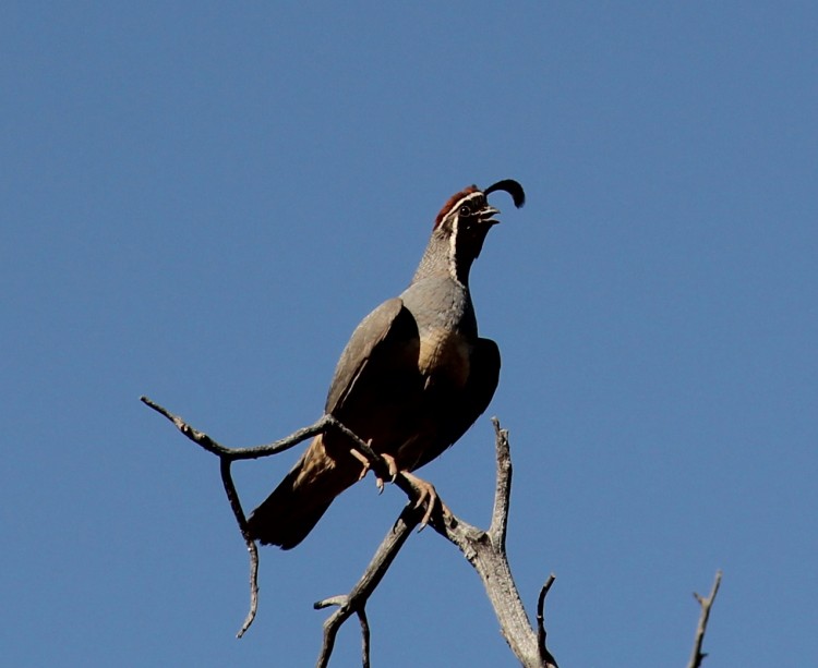 Gambel's Quail
